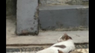 A Cutie Kittie Play With Her Mom